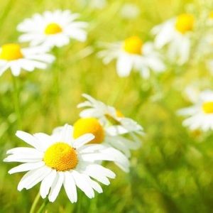 Meet your Posher, Eve